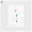 アートポストカード-Cape tulip illustration - ピエール ジョゼフ ルドゥーテ Postcard.