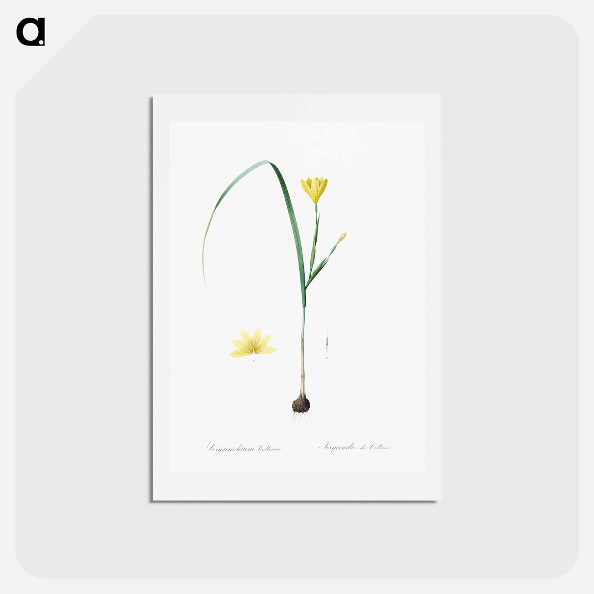 アートポストカード-Cape tulip illustration - ピエール ジョゼフ ルドゥーテ Postcard.