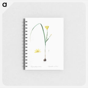 アートメモ帳-Cape tulip illustration - ピエール ジョゼフ ルドゥーテ Memo.