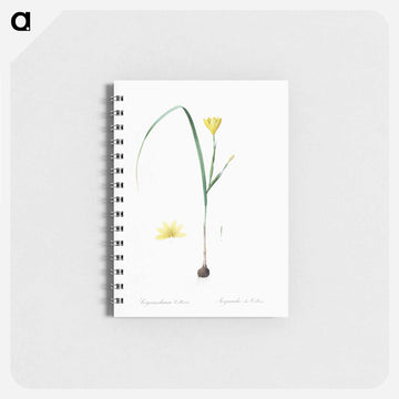 Cape tulip illustration - ピエール ジョゼフ ルドゥーテ Memo.