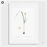 Cape tulip illustration - Pierre Joseph Redouté Poster.