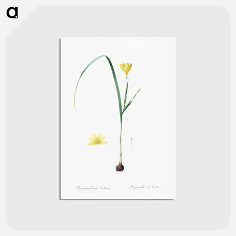 アートポストカード-Cape tulip illustration - ピエール ジョゼフ ルドゥーテ Postcard.