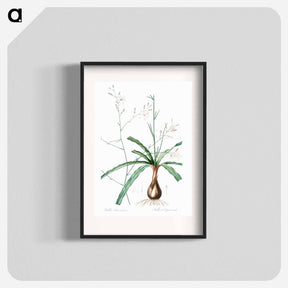 アートポスター-Wavy-leafed soap plant illustration - ピエール ジョゼフ ルドゥーテ Poster.