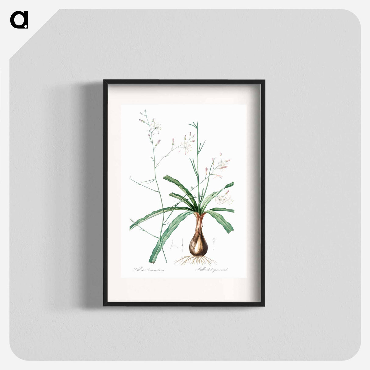 Wavy-leafed soap plant illustration - ピエール ジョゼフ ルドゥーテ Poster.