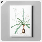 アートパネル-Wavy-leafed soap plant illustration - ピエール ジョゼフ ルドゥーテ Canvas.