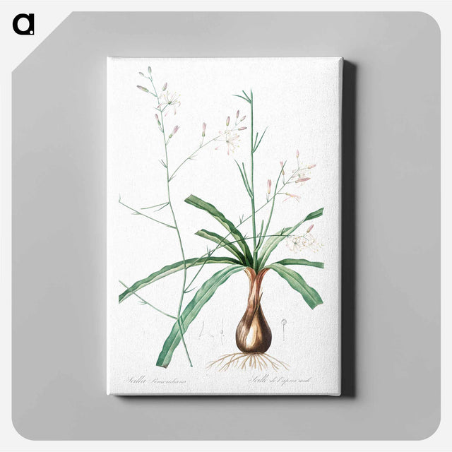 アートパネル-Wavy-leafed soap plant illustration - ピエール ジョゼフ ルドゥーテ Canvas.