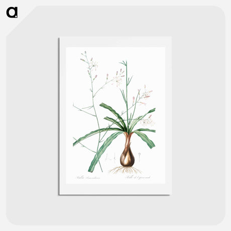 アートポストカード-Wavy-leafed soap plant illustration - ピエール ジョゼフ ルドゥーテ Postcard.