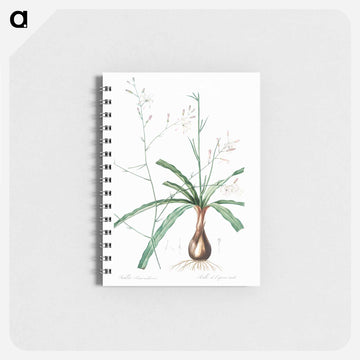 Wavy-leafed soap plant illustration - ピエール ジョゼフ ルドゥーテ Memo.