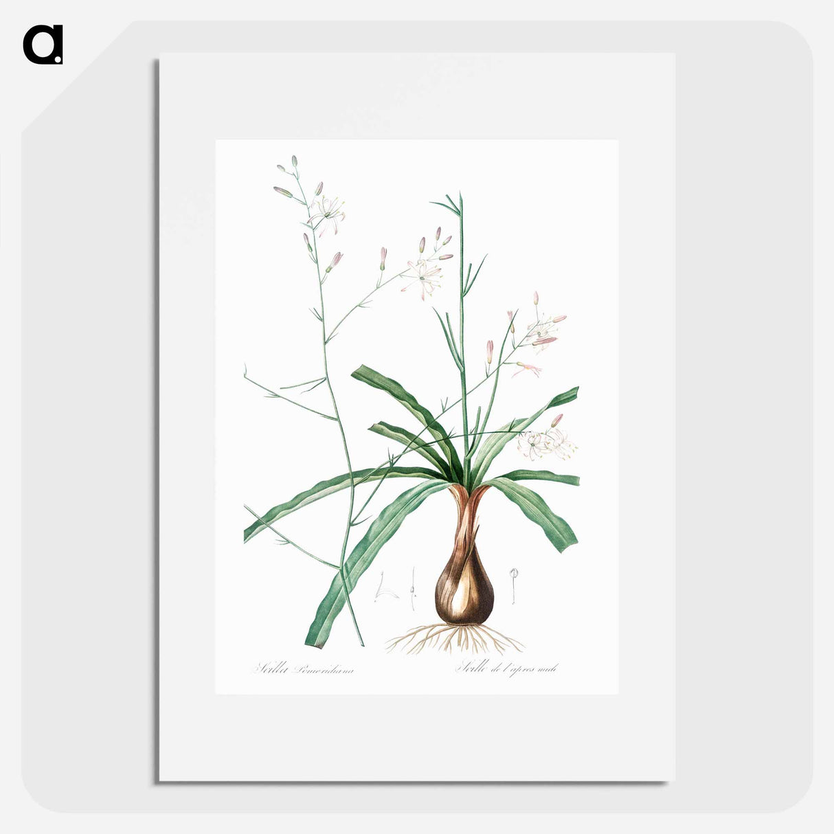 Wavy-leafed soap plant illustration - Pierre Joseph Redouté Poster.