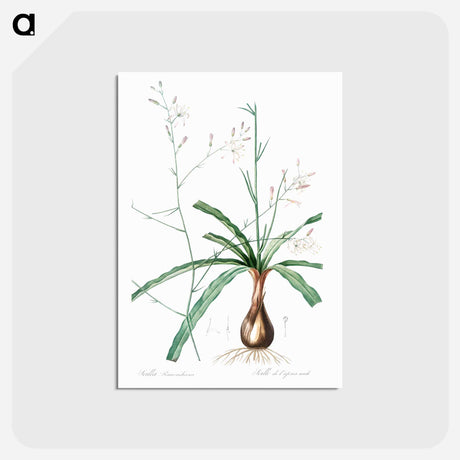 アートポストカード-Wavy-leafed soap plant illustration - ピエール ジョゼフ ルドゥーテ Postcard.