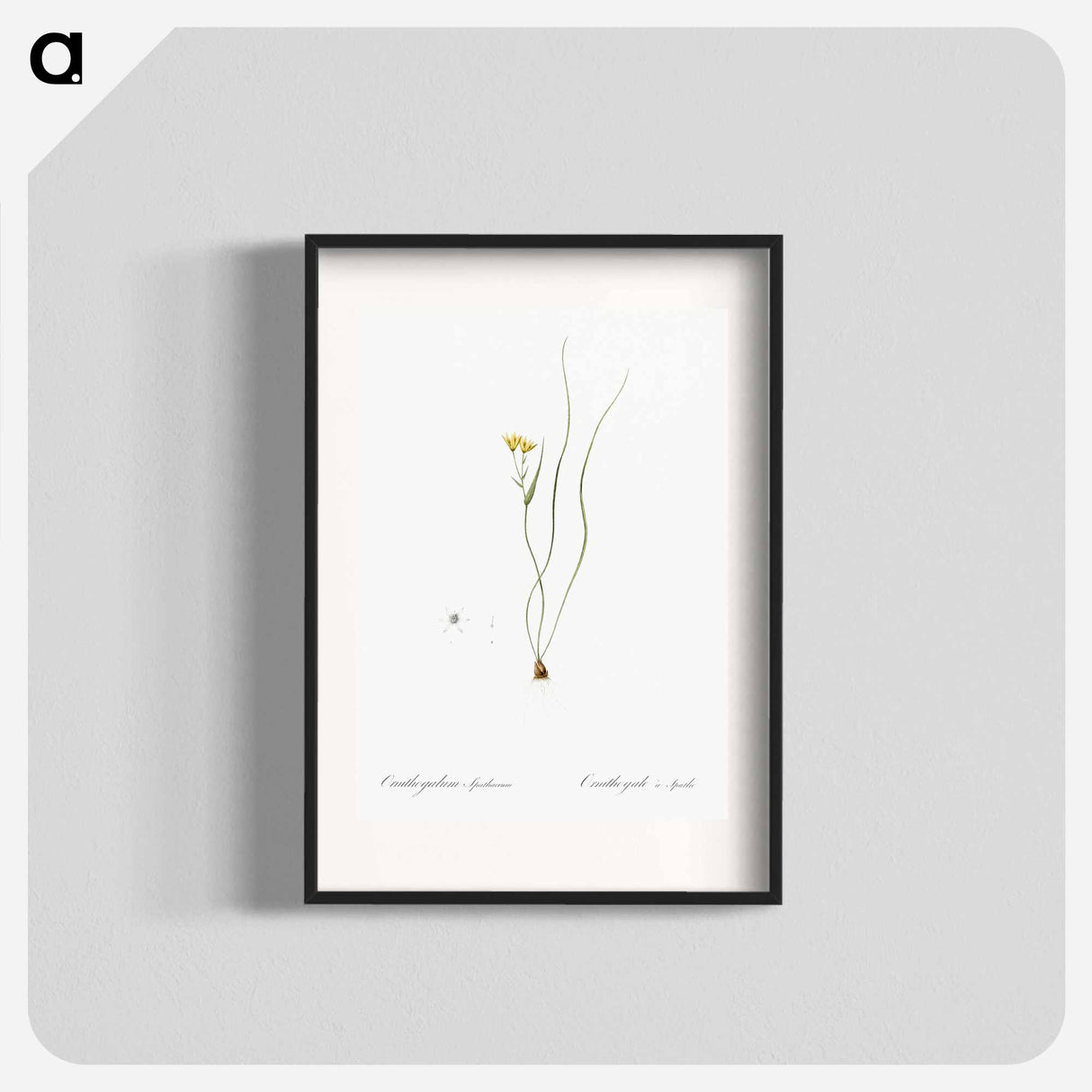 Ornithogalum spathaceum illustration - Pierre Joseph Redouté Poster.