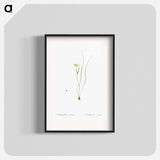 Ornithogalum spathaceum illustration - Pierre Joseph Redouté Poster.