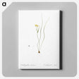 アートパネル-Ornithogalum spathaceum illustration - ピエール ジョゼフ ルドゥーテ Canvas.