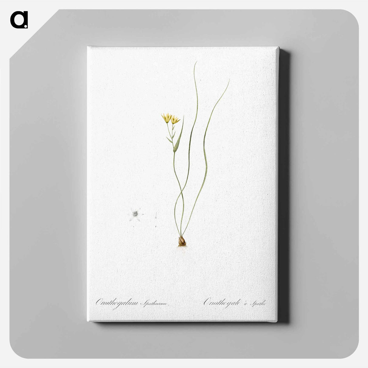 アートパネル-Ornithogalum spathaceum illustration - ピエール ジョゼフ ルドゥーテ Canvas.