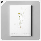 アートパネル-Ornithogalum spathaceum illustration - ピエール ジョゼフ ルドゥーテ Canvas.