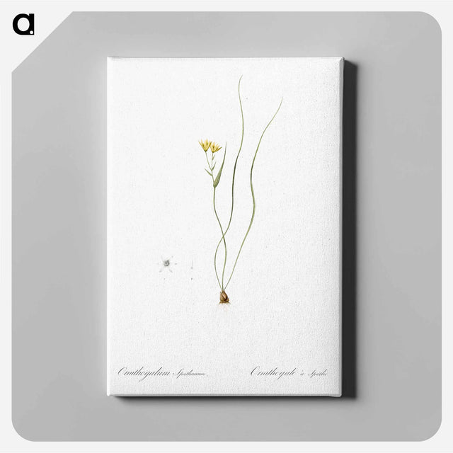 アートパネル-Ornithogalum spathaceum illustration - ピエール ジョゼフ ルドゥーテ Canvas.