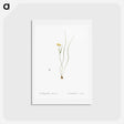 アートポストカード-Ornithogalum spathaceum illustration - ピエール ジョゼフ ルドゥーテ Postcard.