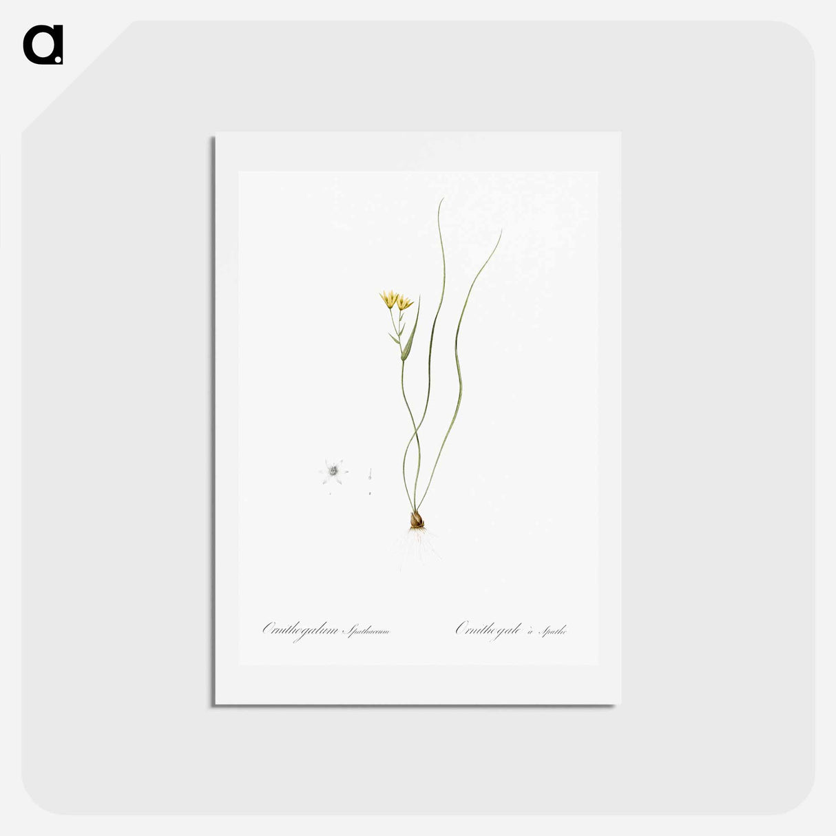アートポストカード-Ornithogalum spathaceum illustration - ピエール ジョゼフ ルドゥーテ Postcard.