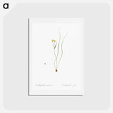 アートポストカード-Ornithogalum spathaceum illustration - ピエール ジョゼフ ルドゥーテ Postcard.