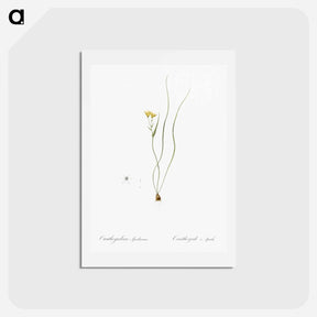 アートポストカード-Ornithogalum spathaceum illustration - ピエール ジョゼフ ルドゥーテ Postcard.