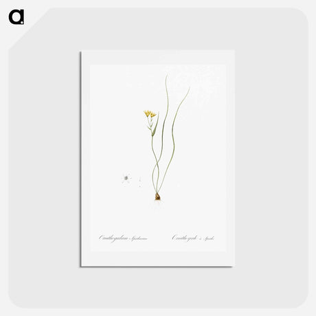 アートポストカード-Ornithogalum spathaceum illustration - ピエール ジョゼフ ルドゥーテ Postcard.