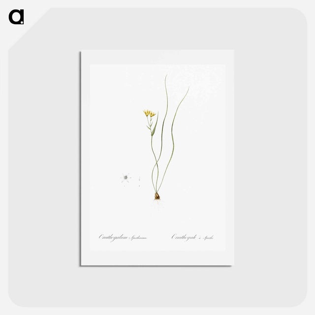 アートポストカード-Ornithogalum spathaceum illustration - ピエール ジョゼフ ルドゥーテ Postcard.