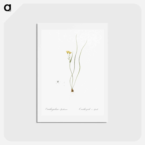 Ornithogalum spathaceum illustration - ピエール ジョゼフ ルドゥーテ Postcard.