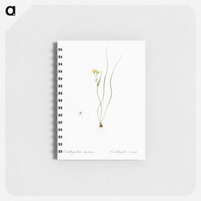 アートメモ帳-Ornithogalum spathaceum illustration - ピエール ジョゼフ ルドゥーテ Memo.