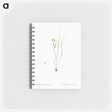 Ornithogalum spathaceum illustration - ピエール ジョゼフ ルドゥーテ Memo.