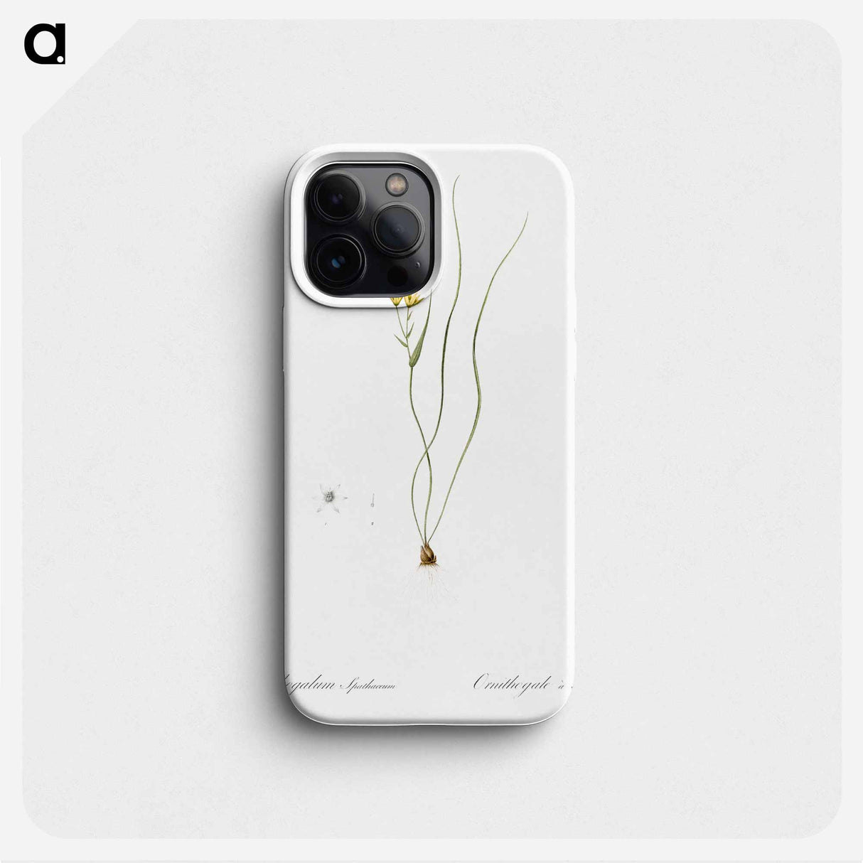 Ornithogalum spathaceum illustration - Pierre Joseph Redouté Phone Case.