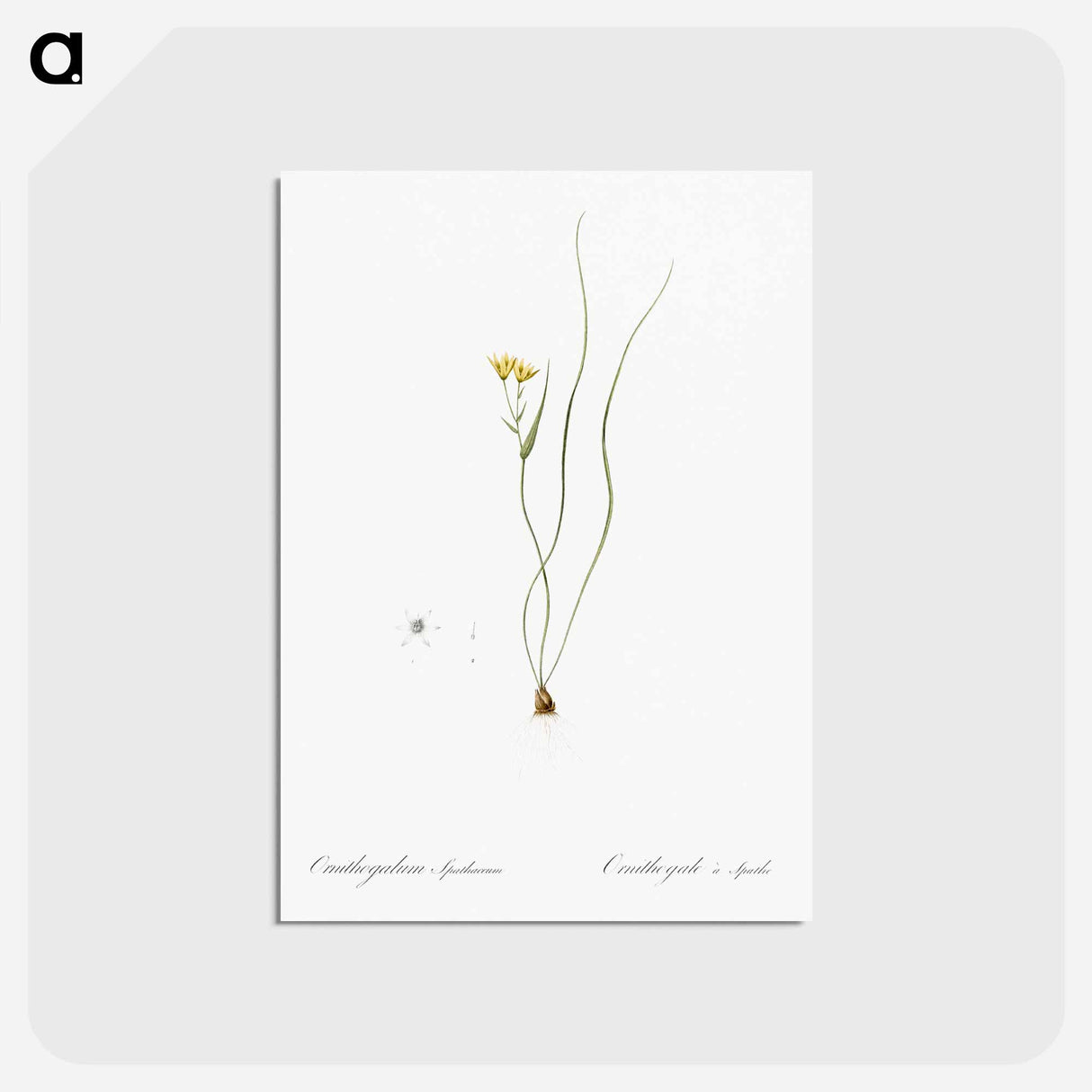 アートポストカード-Ornithogalum spathaceum illustration - ピエール ジョゼフ ルドゥーテ Postcard.