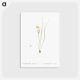 アートポストカード-Ornithogalum spathaceum illustration - ピエール ジョゼフ ルドゥーテ Postcard.