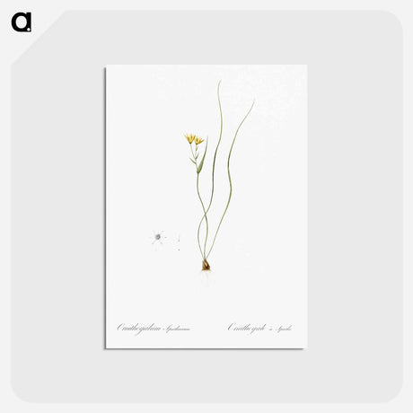 アートポストカード-Ornithogalum spathaceum illustration - ピエール ジョゼフ ルドゥーテ Postcard.