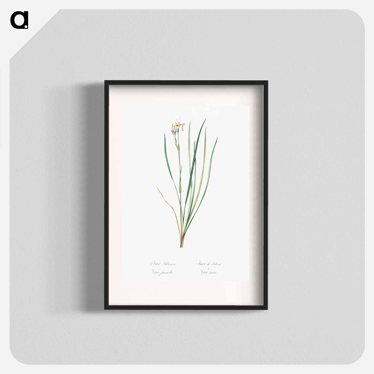 Siberian iris illustration - Pierre Joseph Redouté Poster.