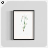 Siberian iris illustration - Pierre Joseph Redouté Poster.
