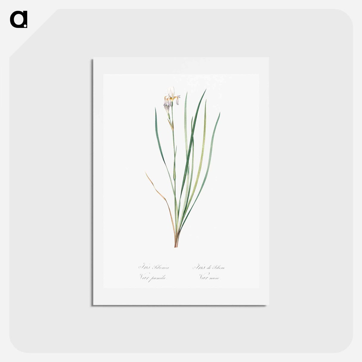 アートポストカード-Siberian iris illustration - ピエール ジョゼフ ルドゥーテ Postcard.