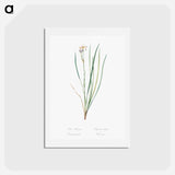 アートポストカード-Siberian iris illustration - ピエール ジョゼフ ルドゥーテ Postcard.