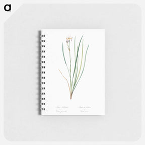 アートメモ帳-Siberian iris illustration - ピエール ジョゼフ ルドゥーテ Memo.