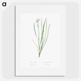 Siberian iris illustration - Pierre Joseph Redouté Poster.