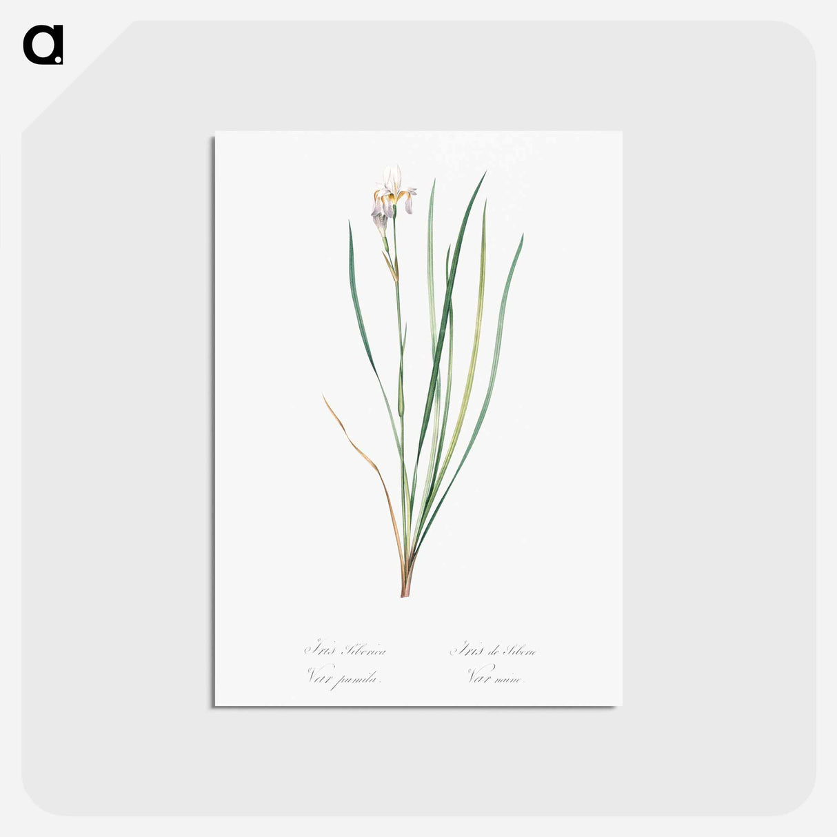 アートポストカード-Siberian iris illustration - ピエール ジョゼフ ルドゥーテ Postcard.