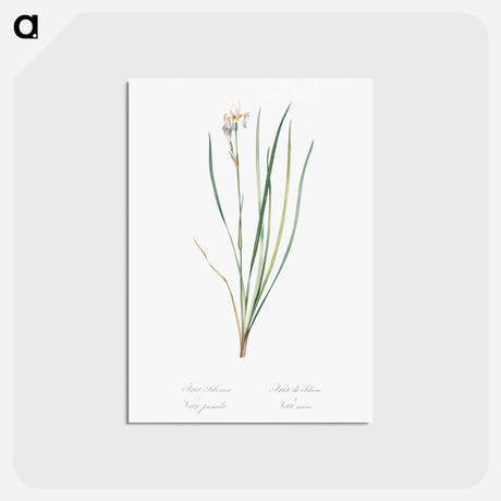 アートポストカード-Siberian iris illustration - ピエール ジョゼフ ルドゥーテ Postcard.