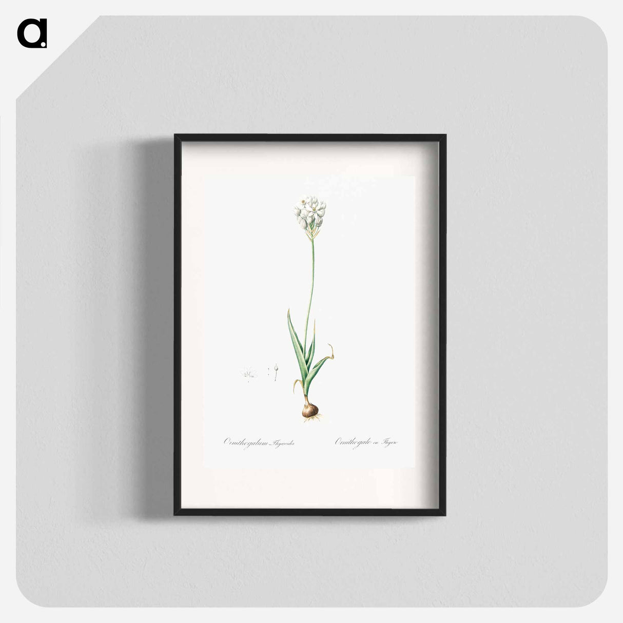 Chincherinchee illustration from Les liliacées - Pierre-Joseph Redouté Poster.