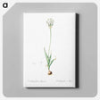アートパネル-Chincherinchee illustration from Les liliacées - ピエール ジョゼフ ルドゥーテ Canvas.