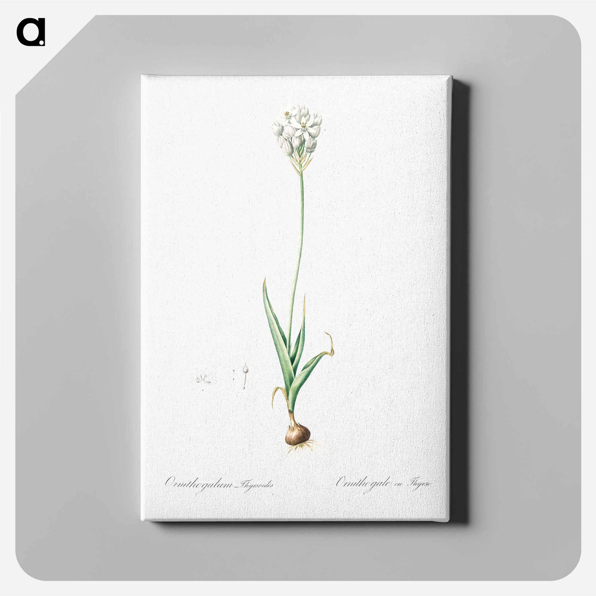 アートパネル-Chincherinchee illustration from Les liliacées - ピエール ジョゼフ ルドゥーテ Canvas.