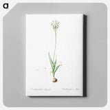 アートパネル-Chincherinchee illustration from Les liliacées - ピエール ジョゼフ ルドゥーテ Canvas.