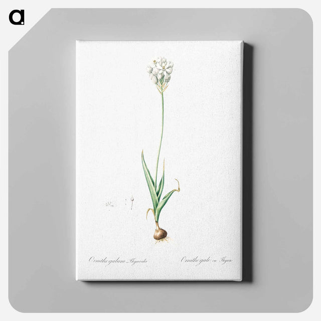 アートパネル-Chincherinchee illustration from Les liliacées - ピエール ジョゼフ ルドゥーテ Canvas.