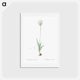 アートポストカード-Chincherinchee illustration from Les liliacées - ピエール ジョゼフ ルドゥーテ Postcard.