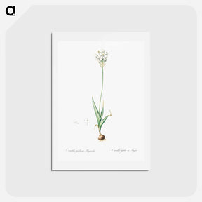 アートポストカード-Chincherinchee illustration from Les liliacées - ピエール ジョゼフ ルドゥーテ Postcard.