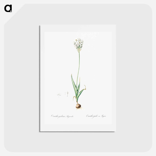 アートポストカード-Chincherinchee illustration from Les liliacées - ピエール ジョゼフ ルドゥーテ Postcard.