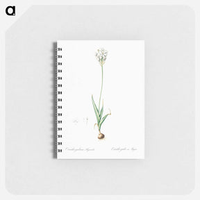 アートメモ帳-Chincherinchee illustration from Les liliacées - ピエール ジョゼフ ルドゥーテ Memo.